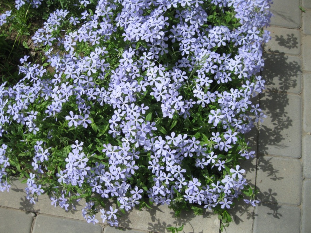 Image of Phlox divaricata specimen.