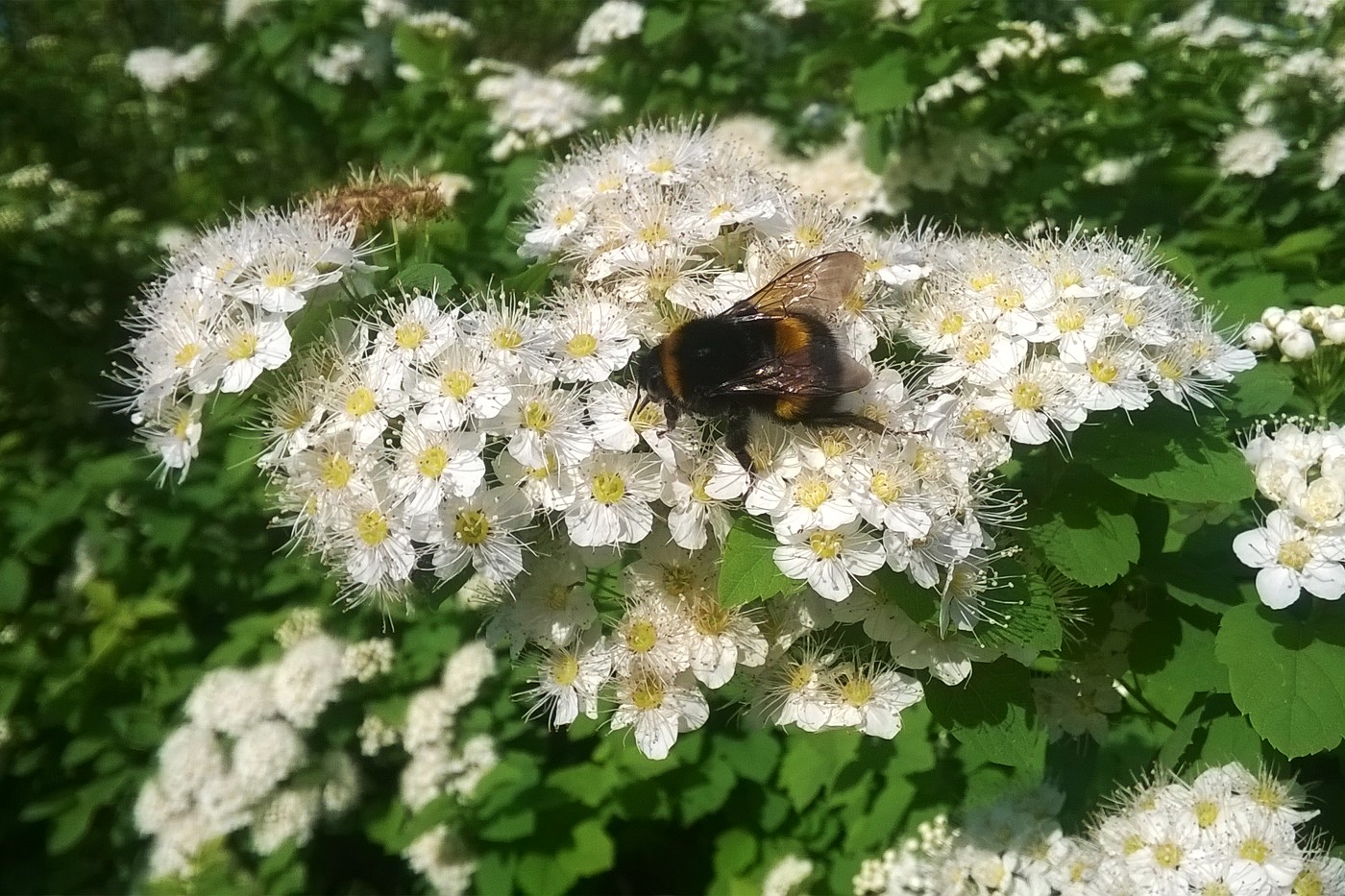 Image of Spiraea media specimen.