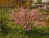 Amygdalus nana. Цветущее растение. Пермский край, пос. Юго-Камский, частное подворье, в культуре. 27 мая 2018 г.