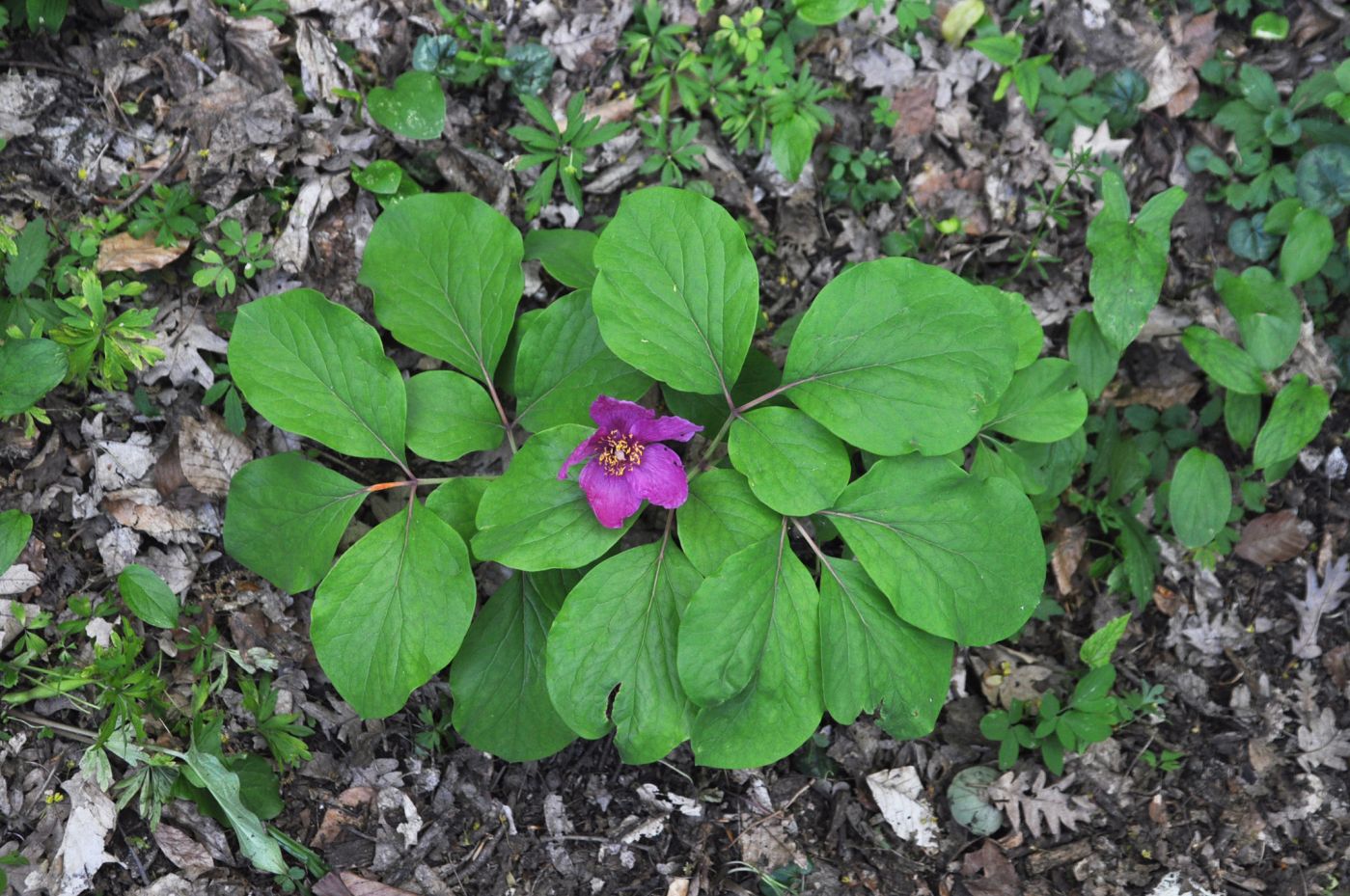 Изображение особи Paeonia caucasica.