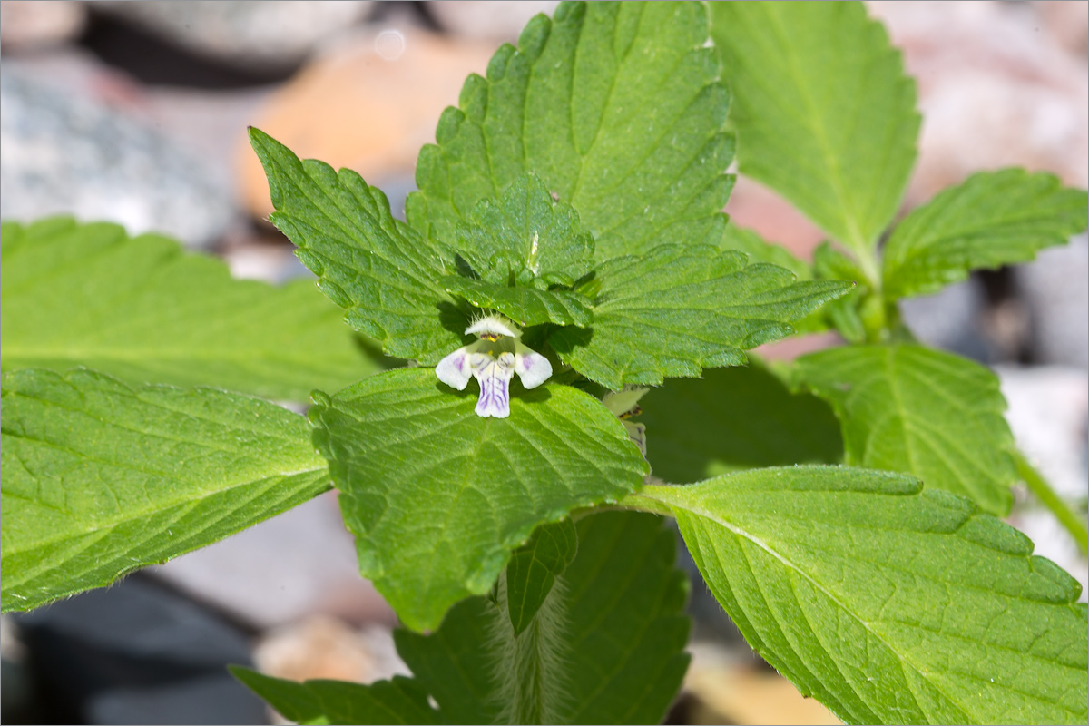 Изображение особи Galeopsis bifida.