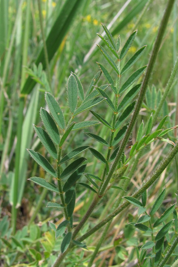 Изображение особи Onobrychis arenaria.