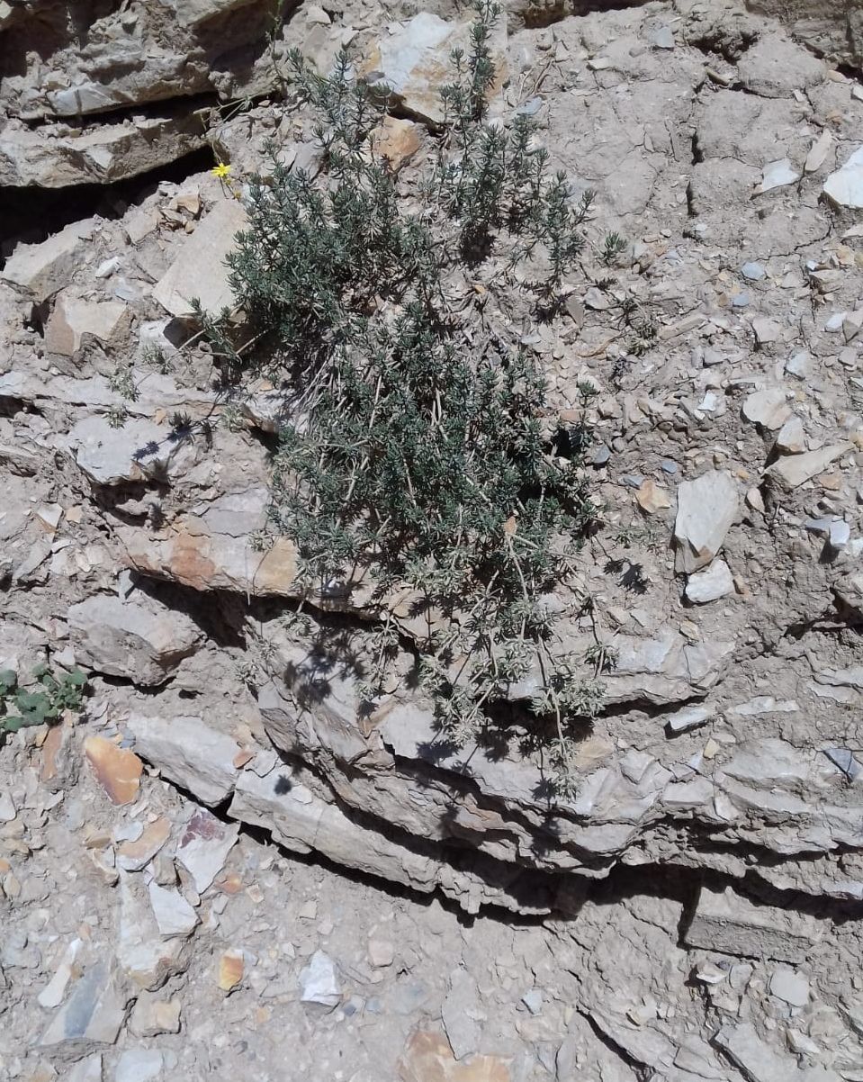 Image of Asperula glomerata specimen.
