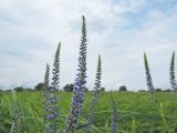 Veronica longifolia