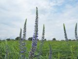 Veronica longifolia. Верхушки соцветий. Марий Эл, Медведевский р-н, сырой осоковый луг. 08.07.2018.