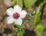 Linum grandiflorum