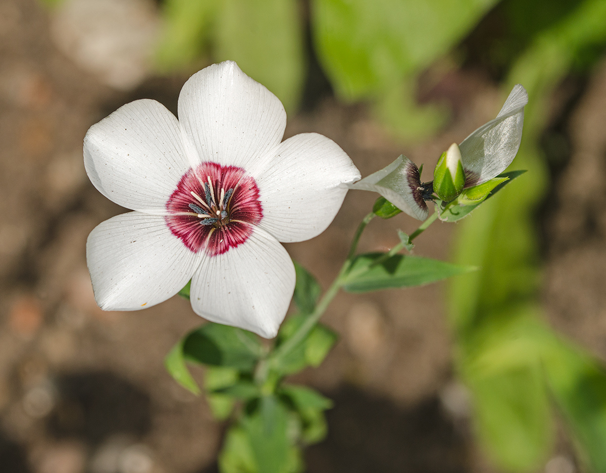 Image of Linum grandiflorum specimen.