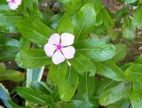 Catharanthus roseus. Верхушка побега с цветком. Крым, Белогорский р-н, Топловский монастырь, озеленение. 12.08.2018.