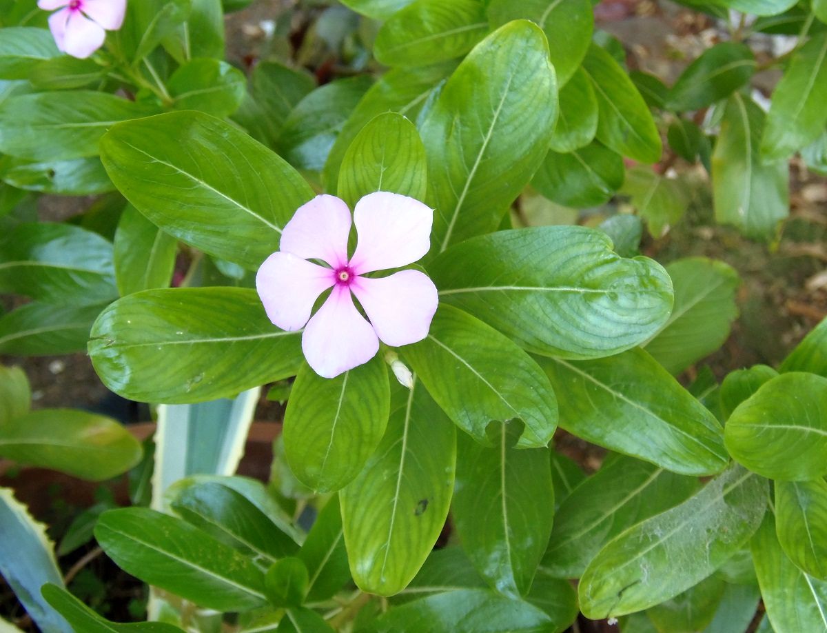 Image of Catharanthus roseus specimen.