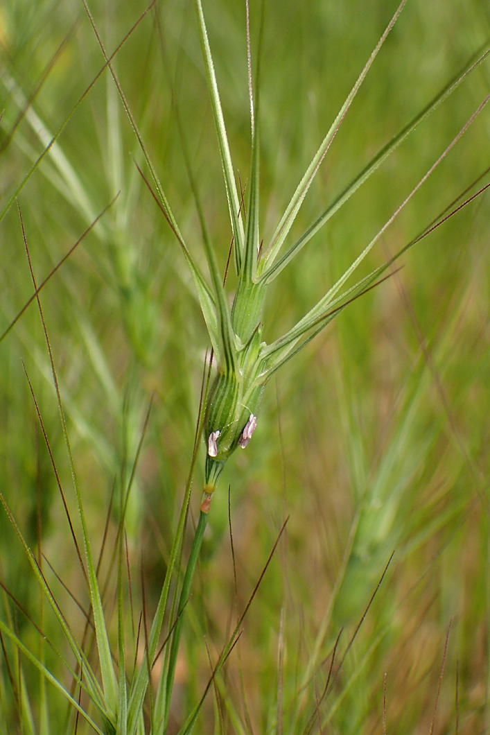 Изображение особи Aegilops ovata.