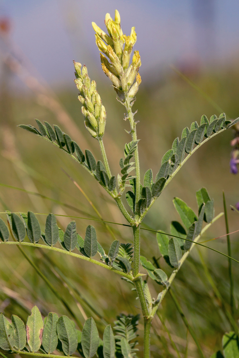 Изображение особи Astragalus cicer.