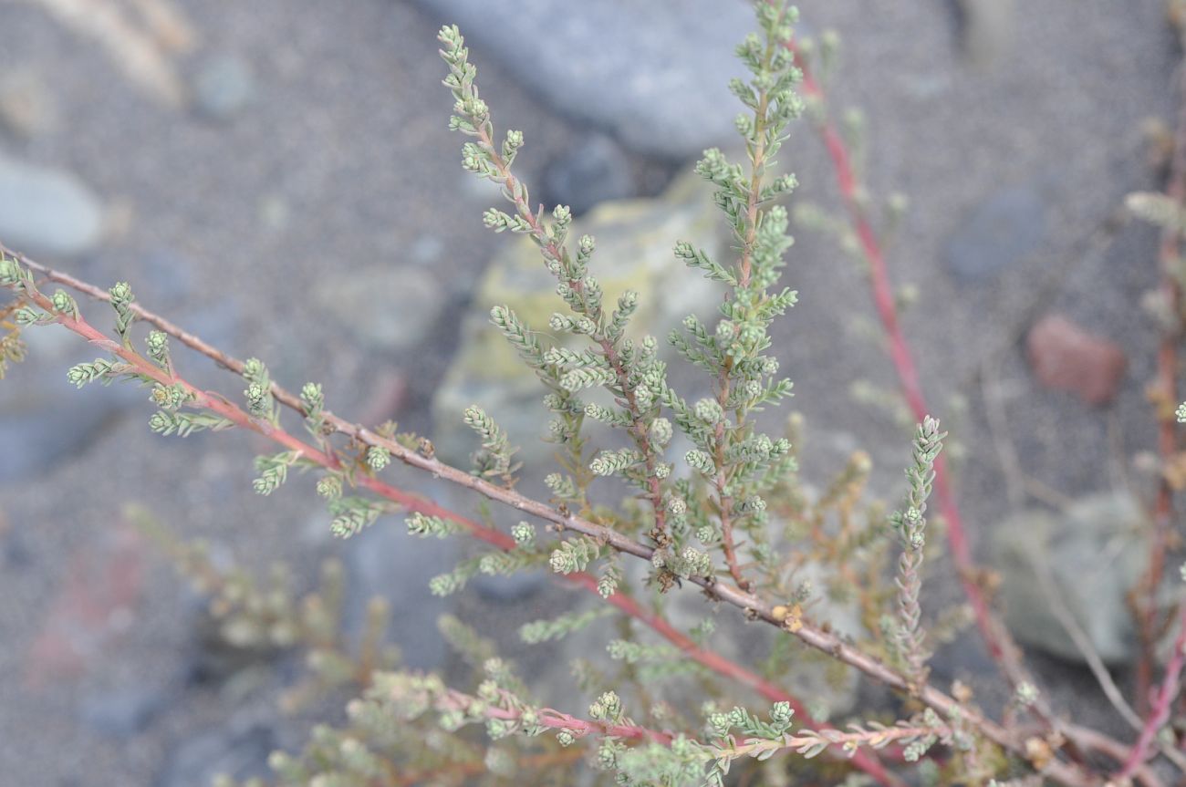 Image of genus Myricaria specimen.