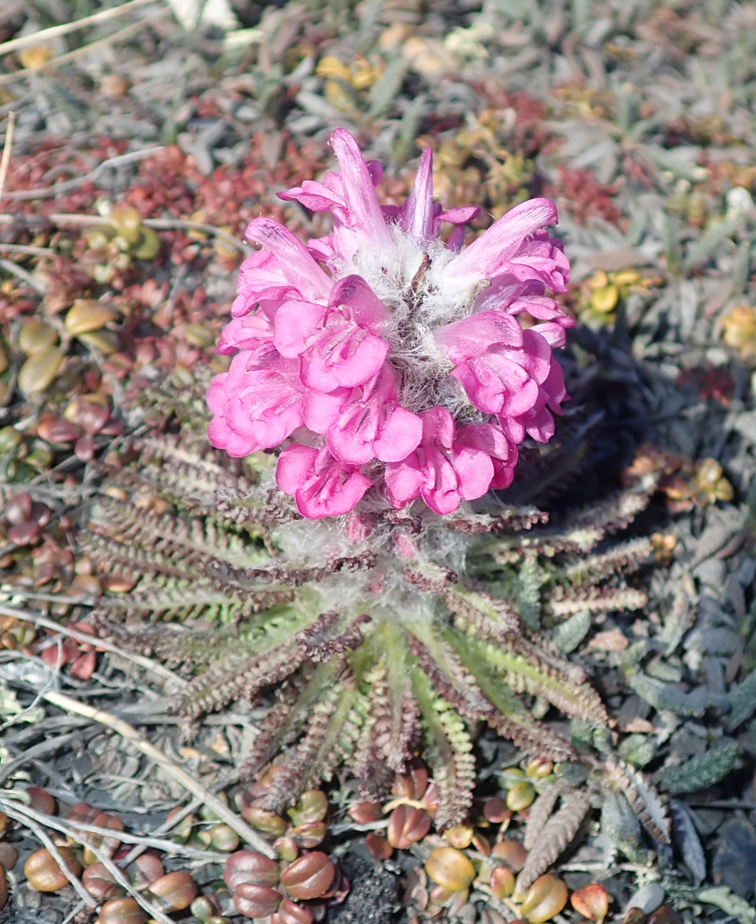 Image of Pedicularis alopecuroides specimen.