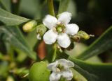 Myoporum acuminatum