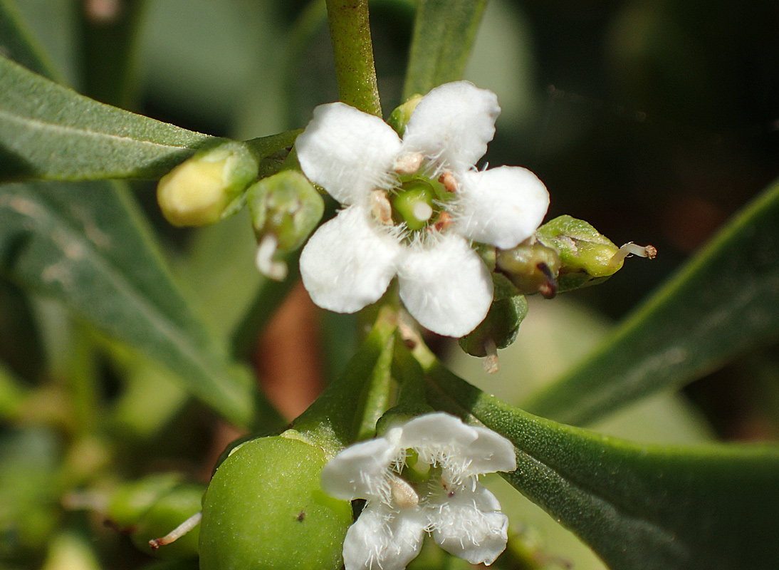 Image of Myoporum acuminatum specimen.