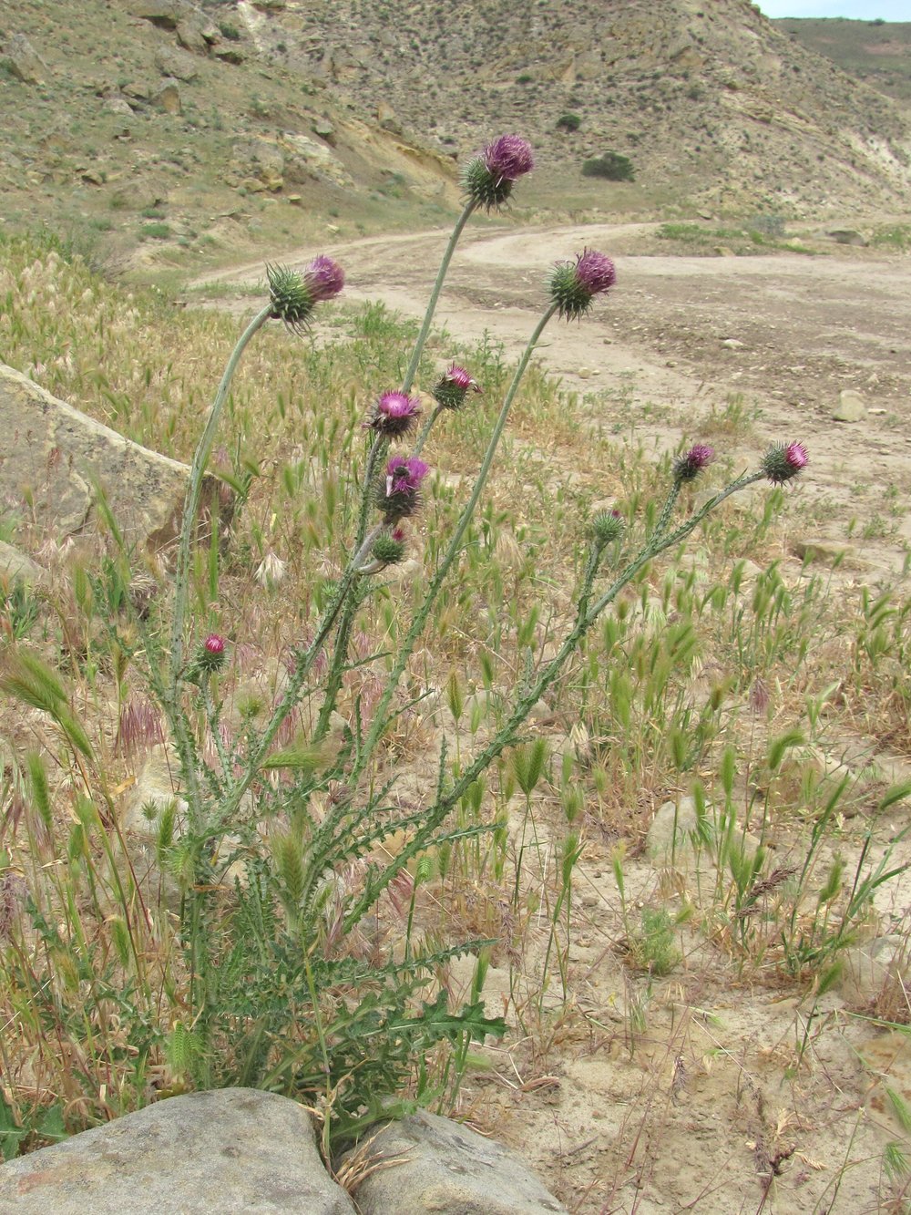 Изображение особи Carduus uncinatus.