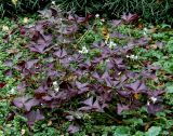 Oxalis triangularis