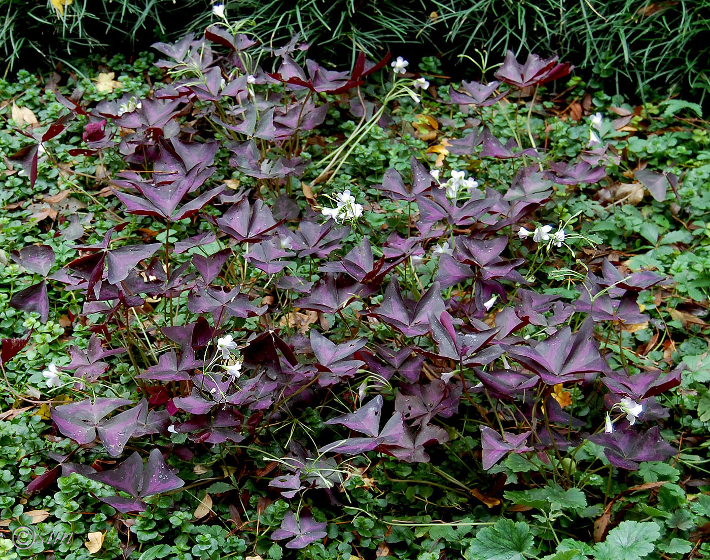 Изображение особи Oxalis triangularis.