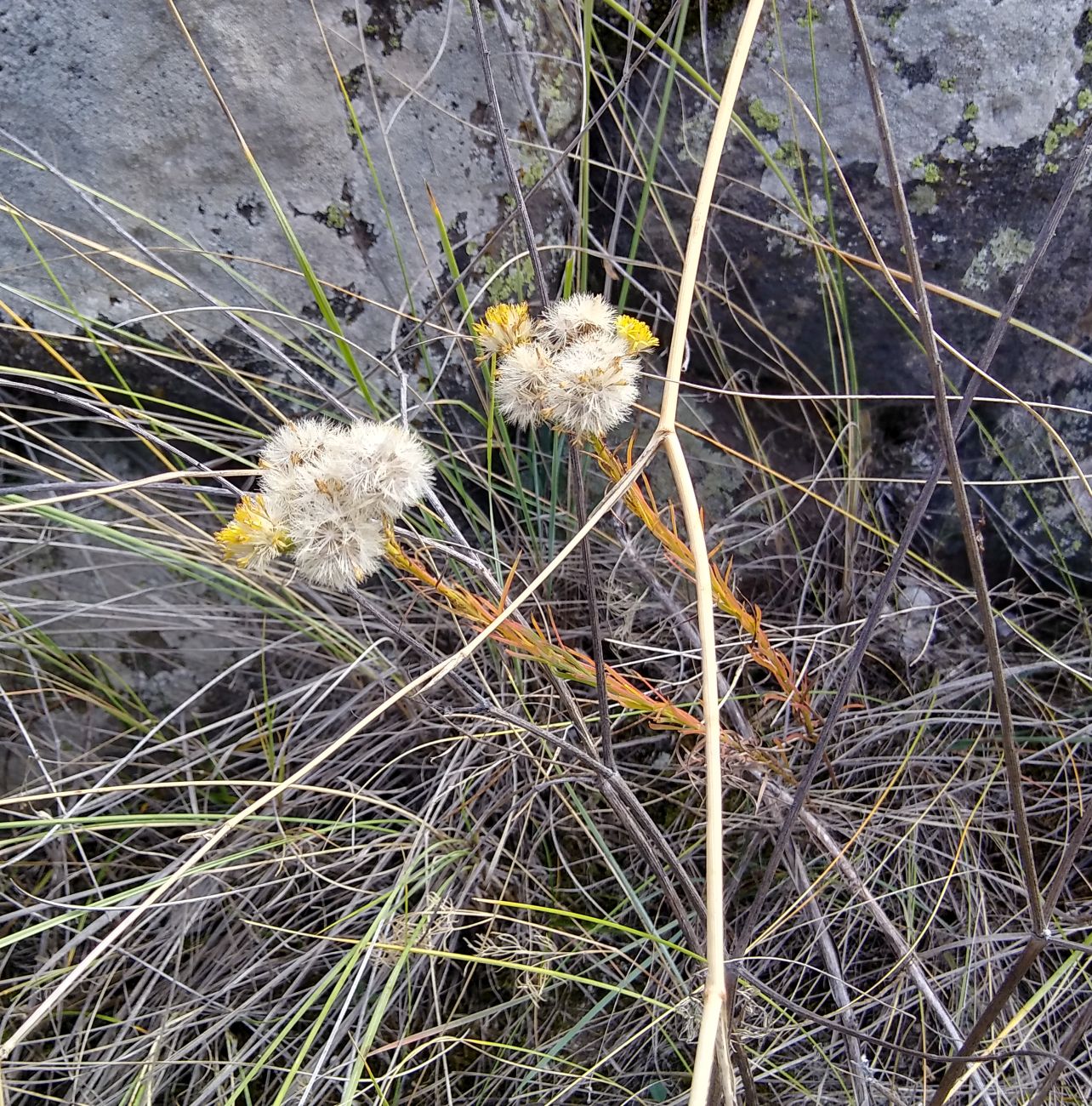 Изображение особи Galatella linosyris.