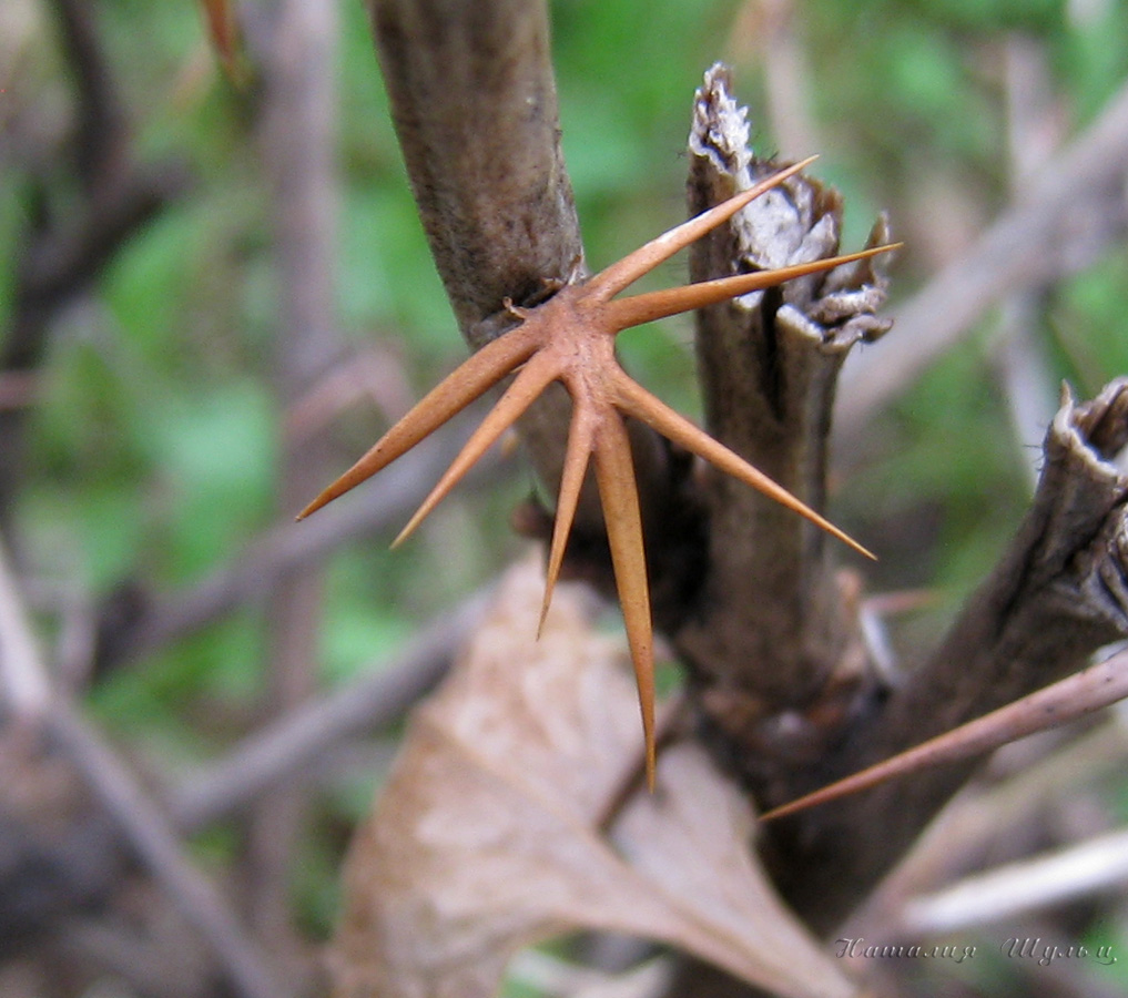 Image of Berberis vulgaris specimen.