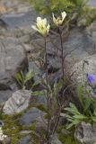 Castilleja pallida. Цветущее растение. Республика Алтай, Кош-Агачский р-н, Северо-Чуйский хребет, подножие поросшего лиственницей склона по границе с прибрежным галечником р. Актру. 14.08.2018.