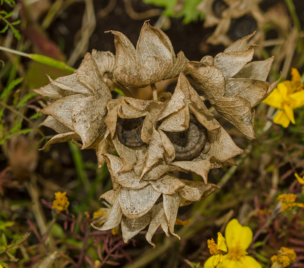 Image of Malva trimestris specimen.