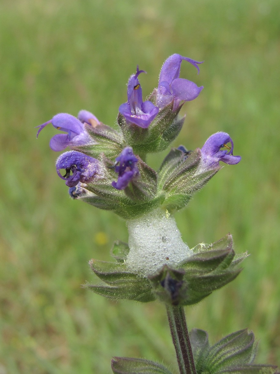 Image of Salvia verbenaca specimen.