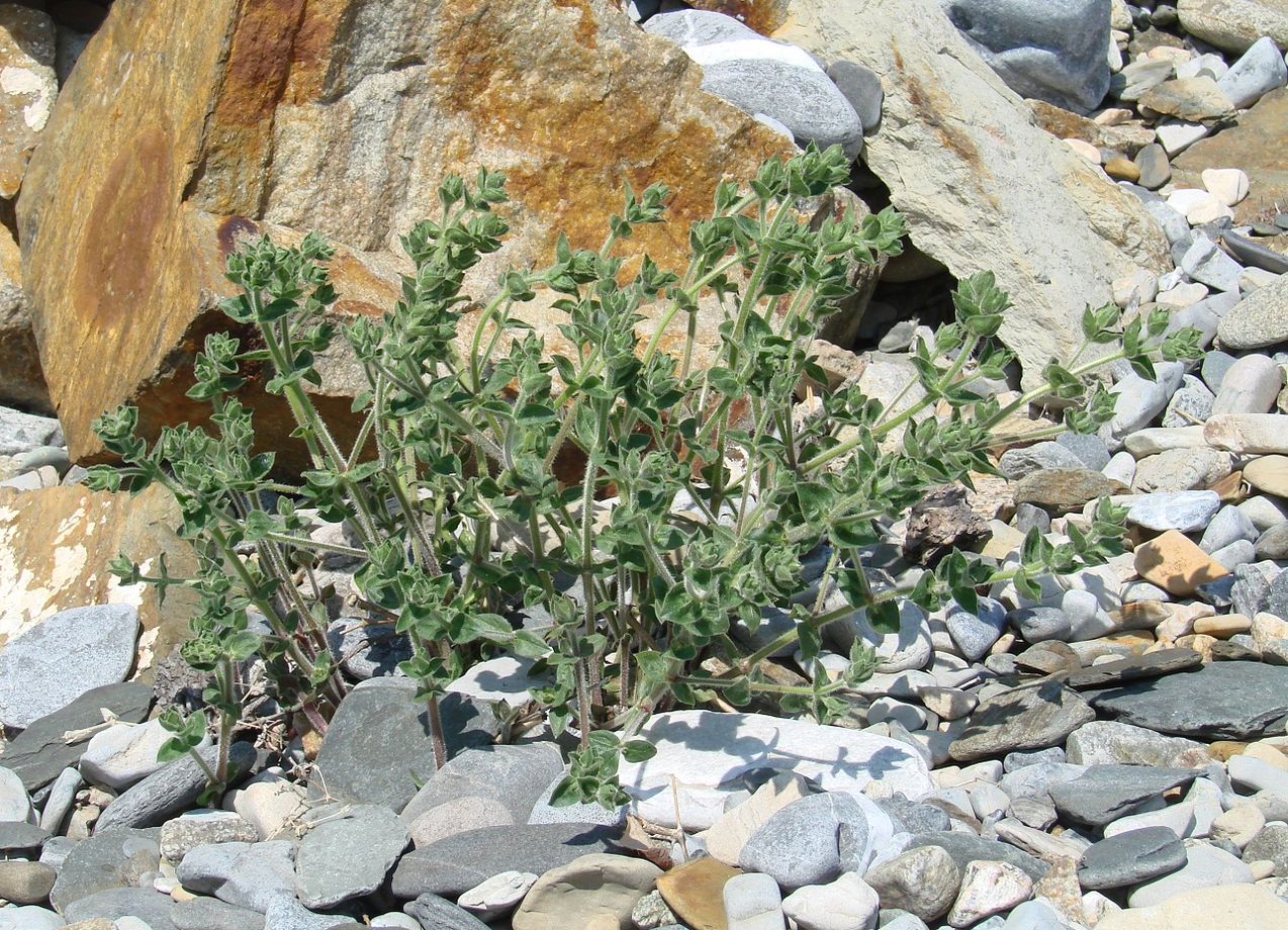 Изображение особи Stellaria dichotoma.