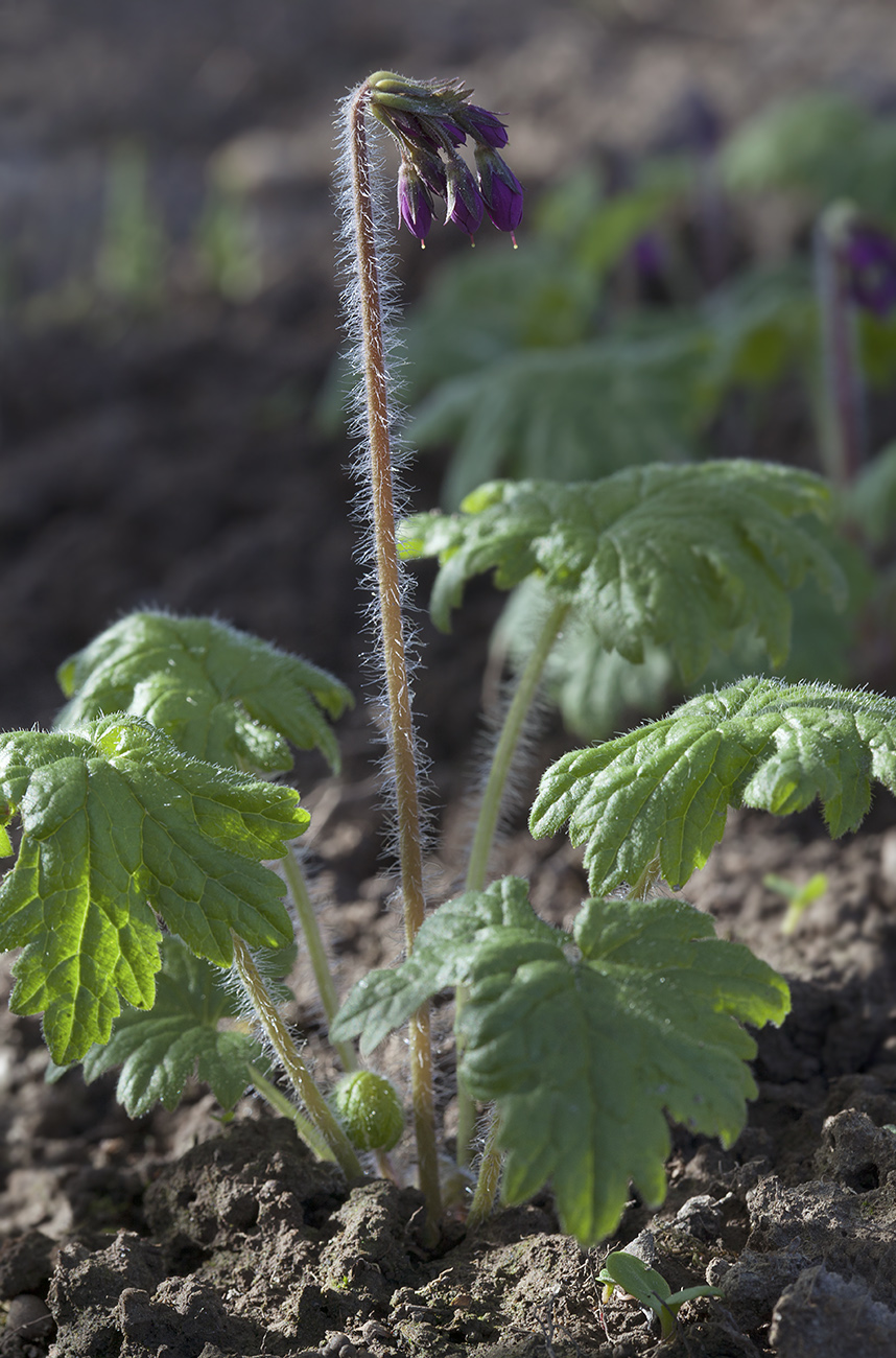 Изображение особи Cortusa sachalinensis.