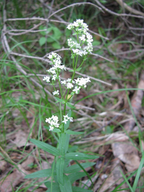 Image of Galium rubioides specimen.