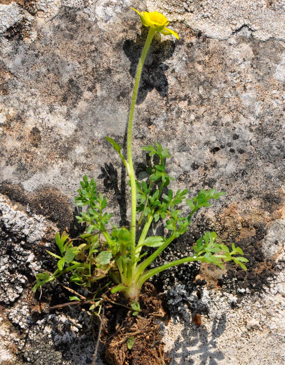 Изображение особи Ranunculus leptaleus.