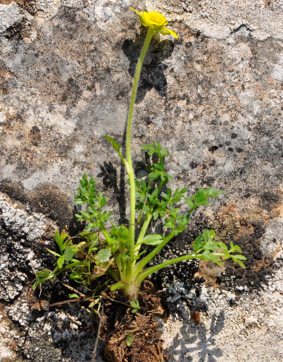 Изображение особи Ranunculus leptaleus.