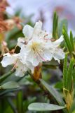 Rhododendron caucasicum. Цветки. Карачаево-Черкесия, Зеленчукский р-н, окр. пос. Архыз, хребет Абишира-Ахуба, правый берег р. Кызылчук чуть ниже оз. Голубого, 2500 м н.у.м., каменистый склон. 31.07.2018.