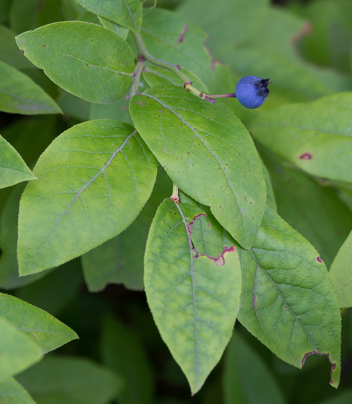 Image of genus Vaccinium specimen.