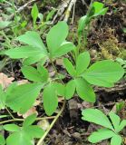 Corydalis cava