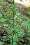 Anthemis monantha