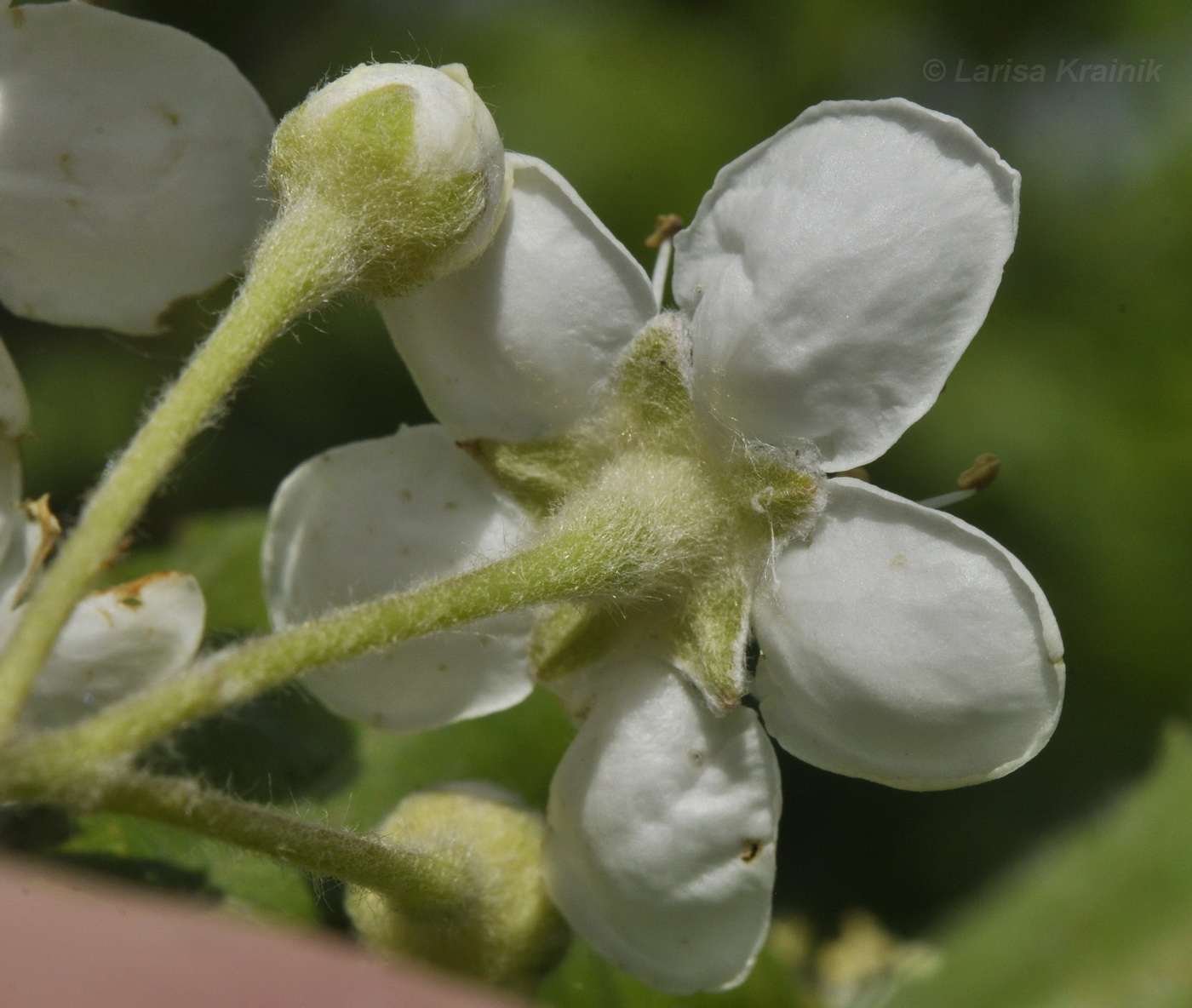 Изображение особи Sorbus alnifolia.