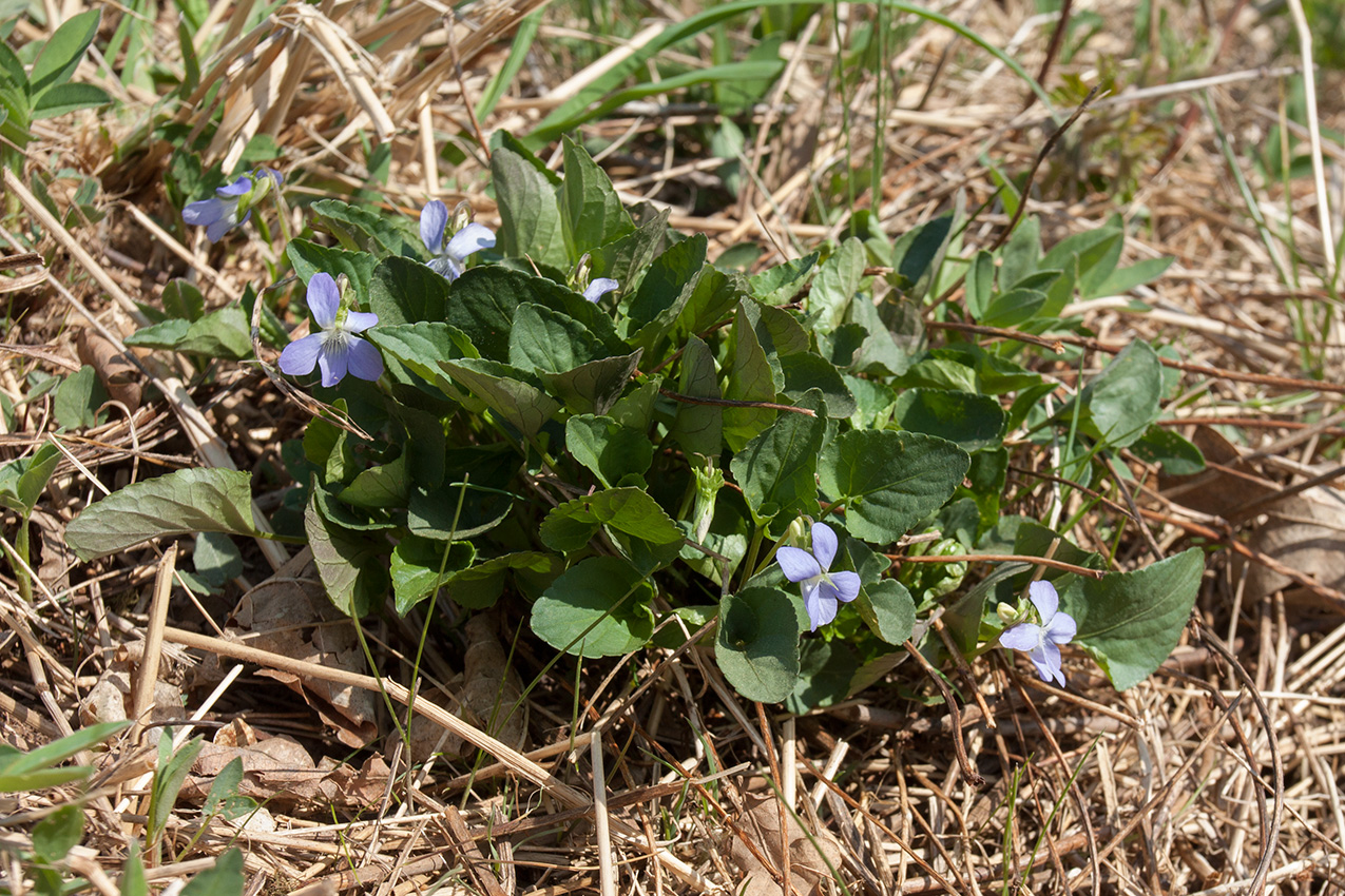 Изображение особи род Viola.