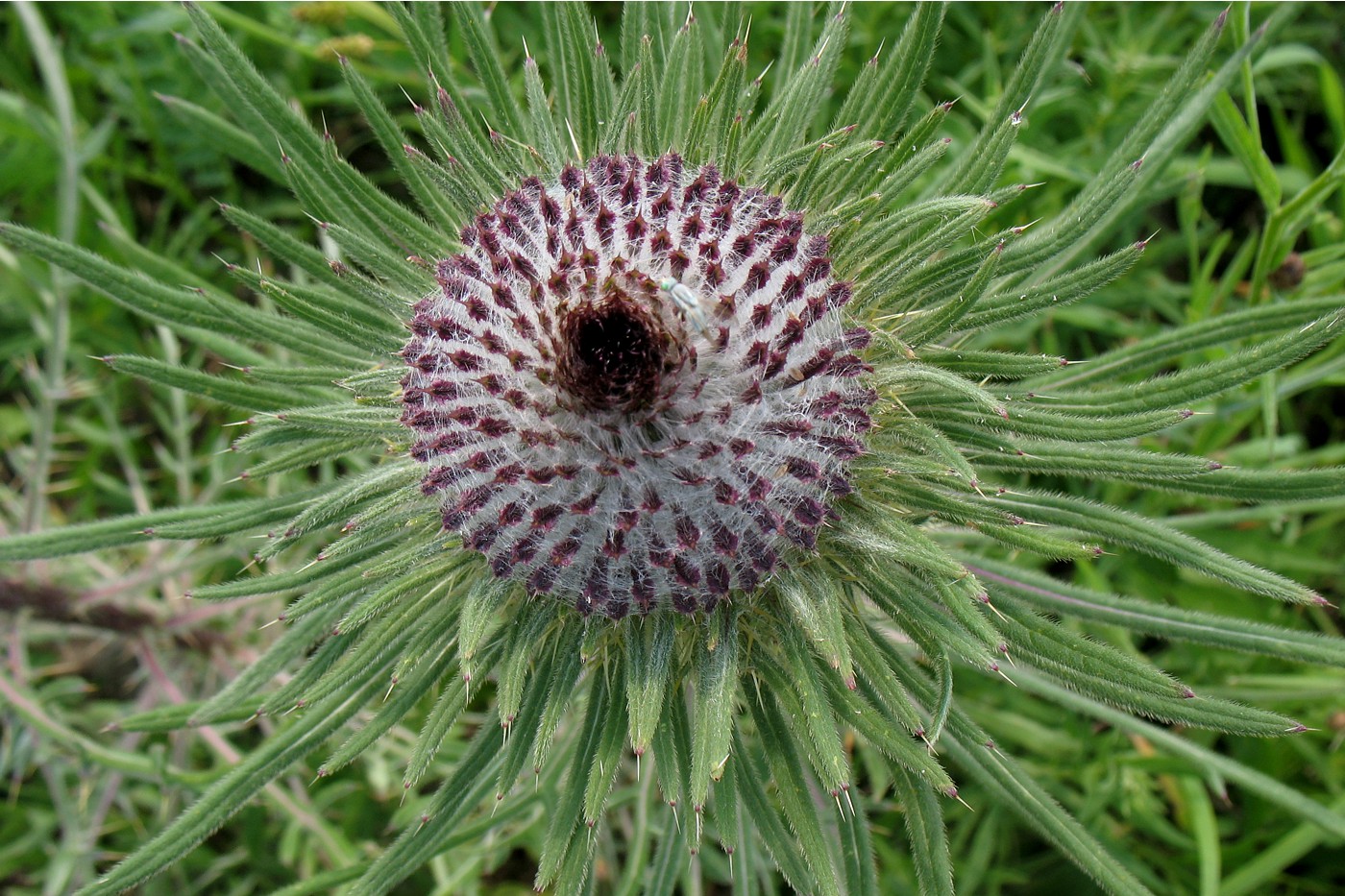 Image of Cirsium polonicum specimen.