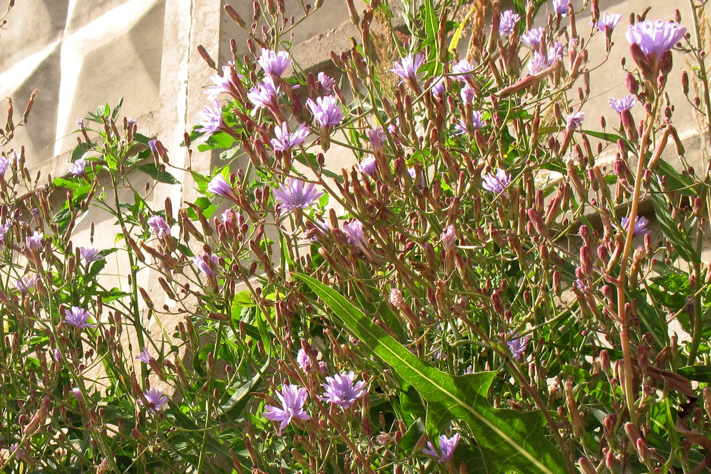 Image of Lactuca tatarica specimen.