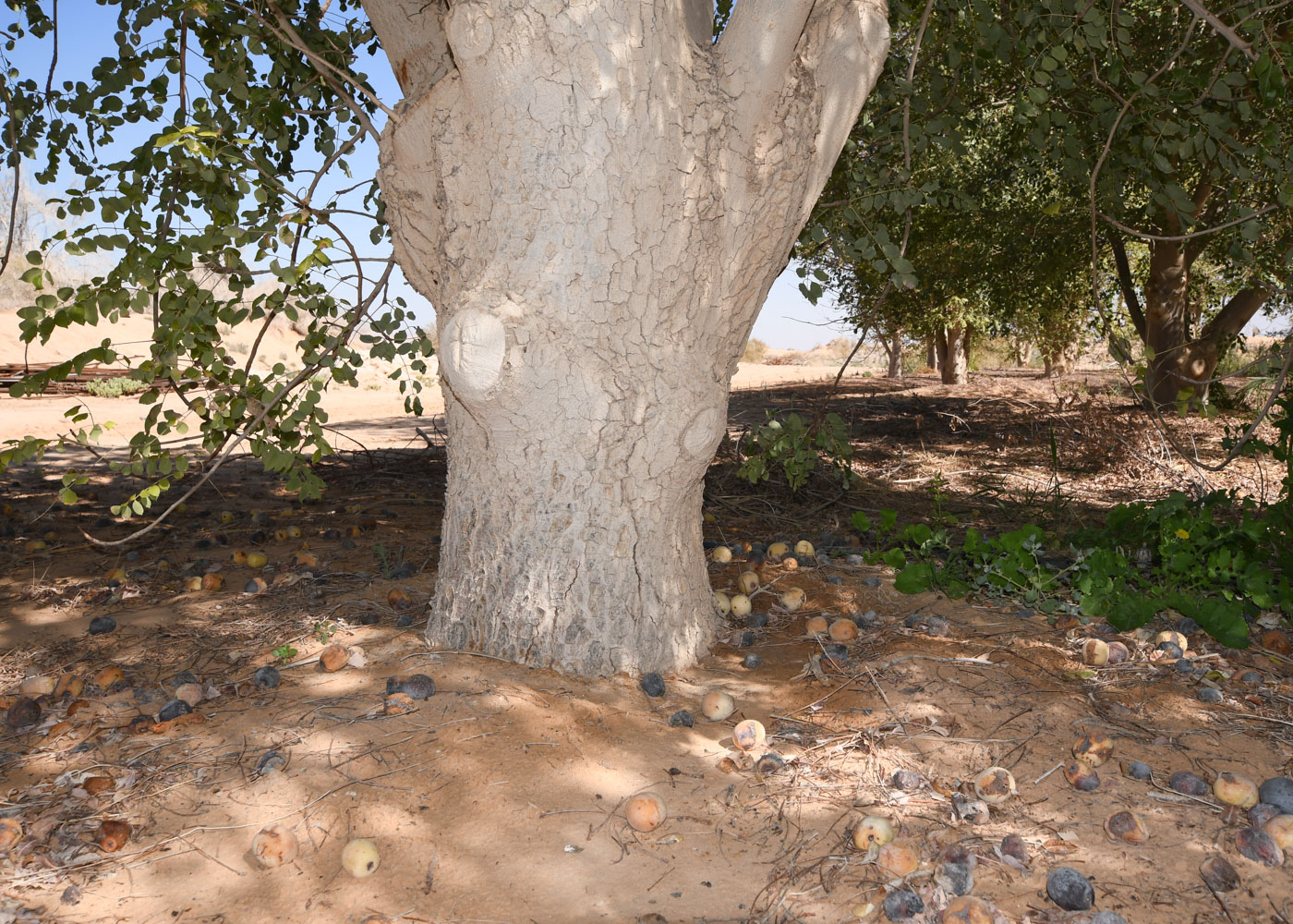 Image of Sclerocarya birrea specimen.