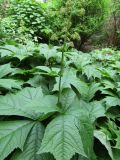 Rodgersia podophylla