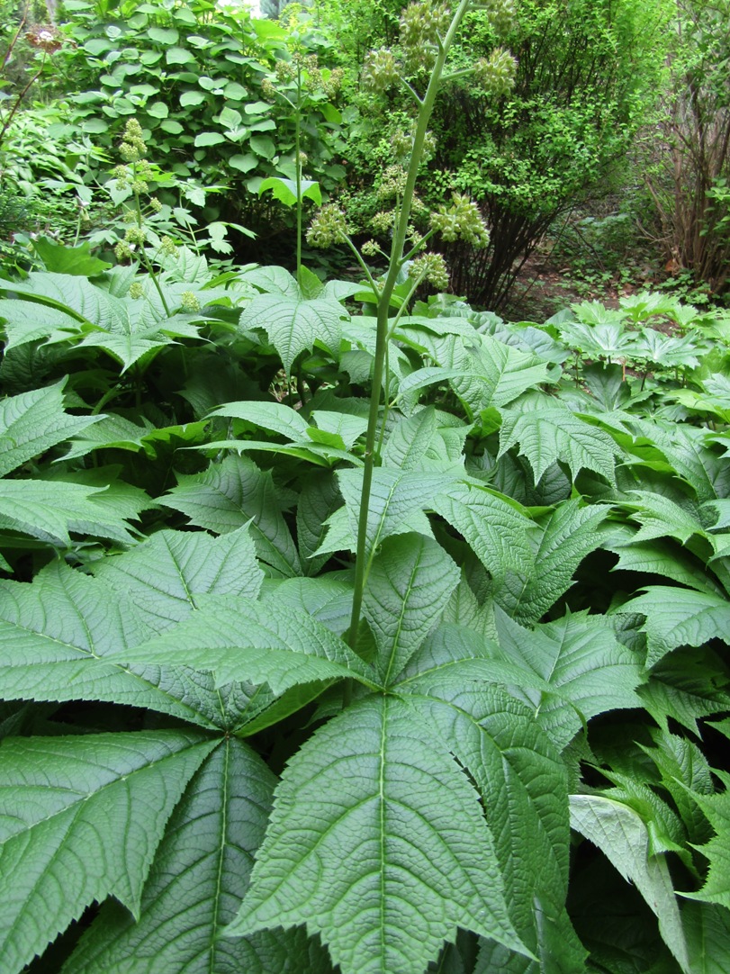 Изображение особи Rodgersia podophylla.