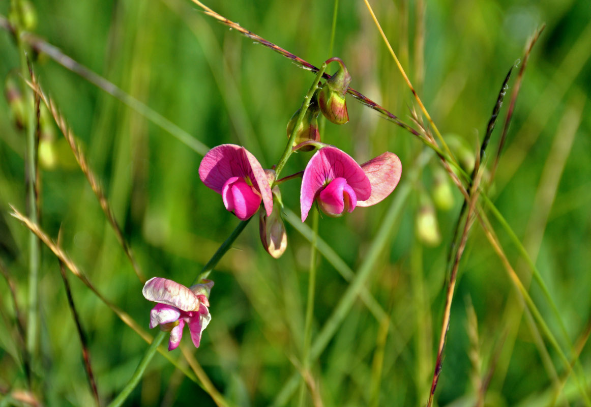 Изображение особи Lathyrus latifolius.