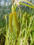 Carex pseudocyperus