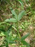 Trifolium alpestre