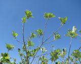 Salix caprea