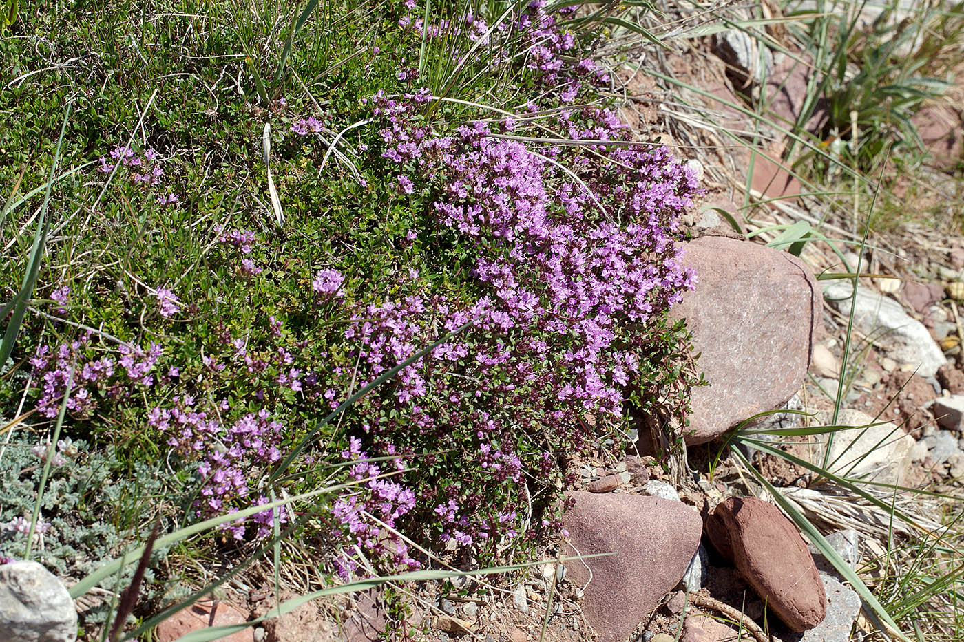 Изображение особи Thymus seravschanicus.