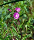 Epilobium hirsutum. Верхушка цветущего и плодоносящего растения. Челябинская обл., Чебаркульский р-н, берег оз. Большой Кисегач, песчаный пляж. 07.08.2019.