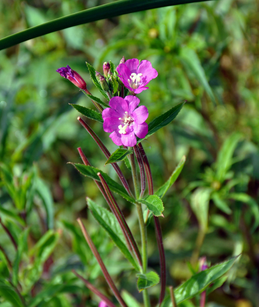 Изображение особи Epilobium hirsutum.